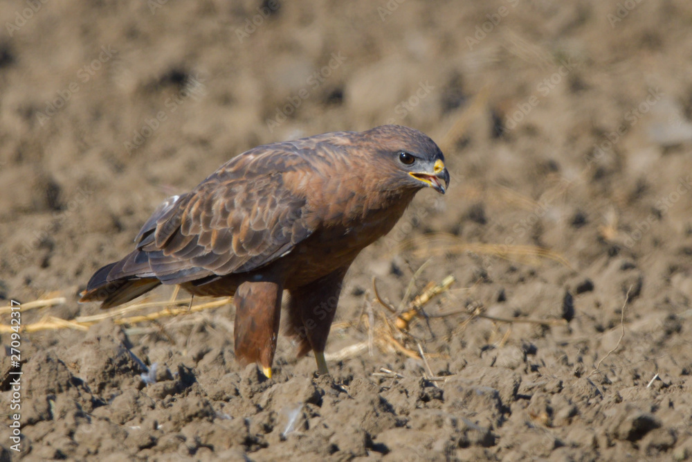 Fototapeta premium Steppe Buzzard (Buteo vulpinus)