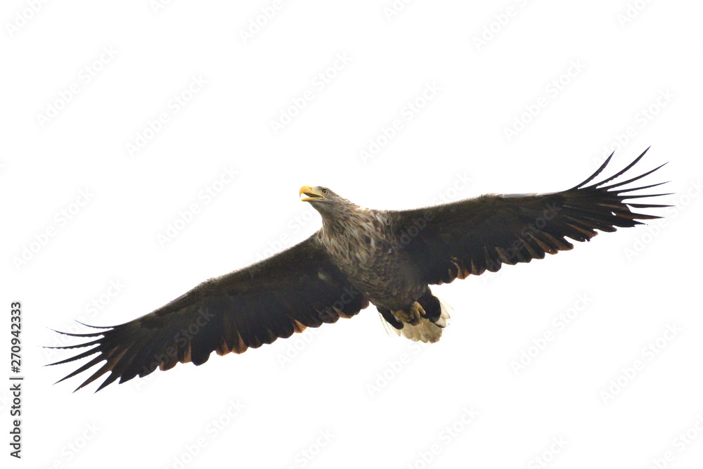 Fototapeta premium White-tailed Eagle (Haliaeetus albicilla)
