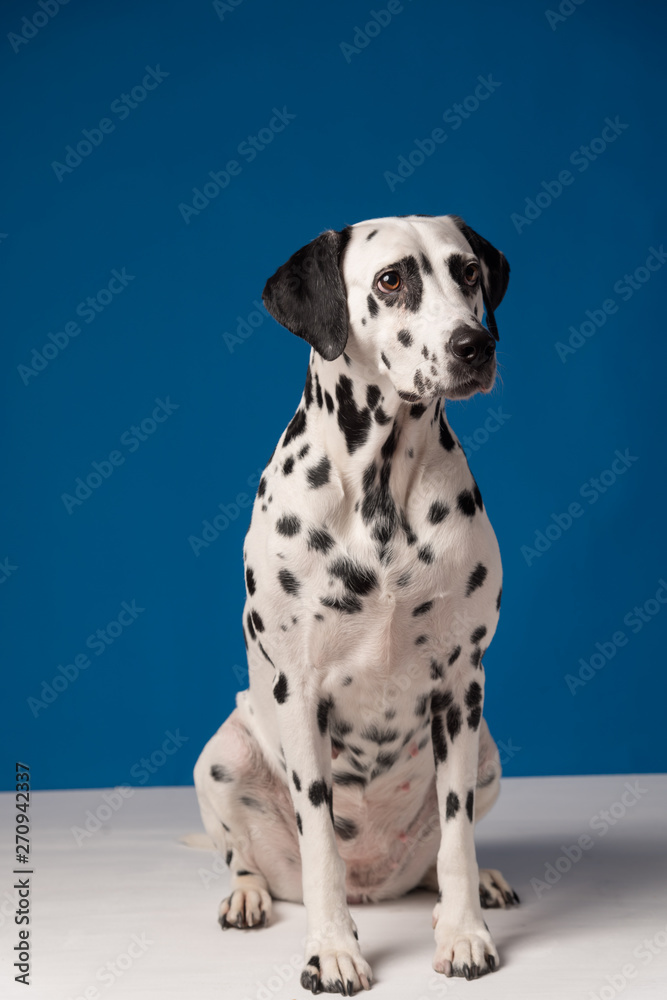 Portrait of shy dalmatian dog sitting on the white floor in front of blue background.