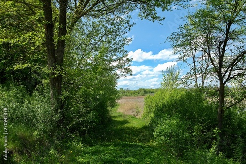 Spring landscape, tree in the park