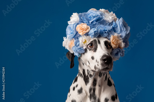 Portrait of dalmatian dog  wearing blue yellow flower wreath in front of blue background. Funny dog wearing floral wreath. Party concept. Copy Space