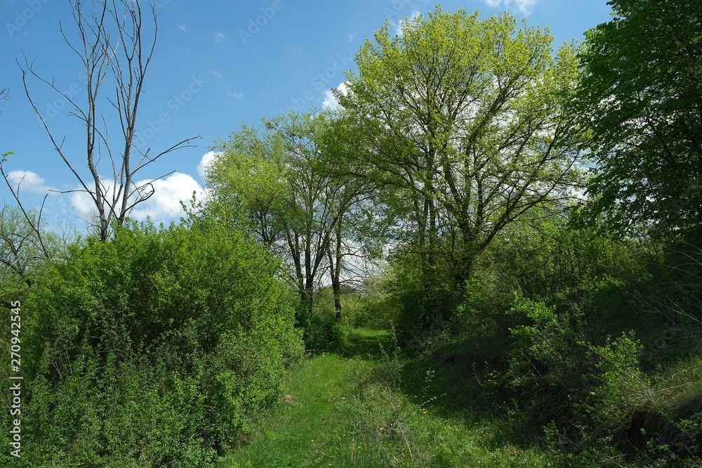 Obraz premium Spring landscape, tree in the park