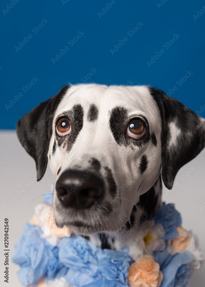 Portrait of dalmatian dog, wearing blue yellow flower wreath on the neck in front of blue background. Funny dog wearing floral wreath. Party concept.