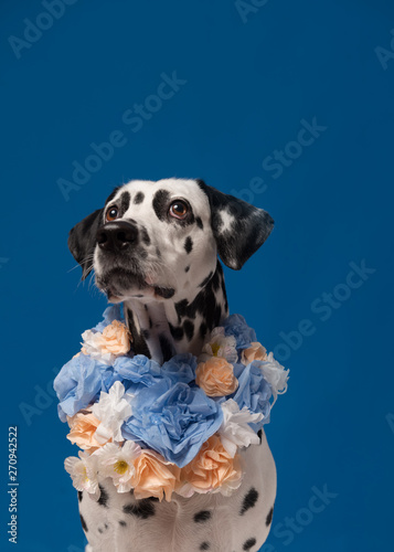 Portrait of dalmatian dog  wearing blue yellow flower wreath on the neck in front of blue background. Funny dog wearing floral wreath. Party concept.