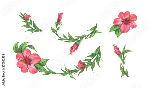Hibiscus flower and leaves set. Isolated on white background. Line borders, laurels and text divider. Watercolor illustration. Chaba. photo