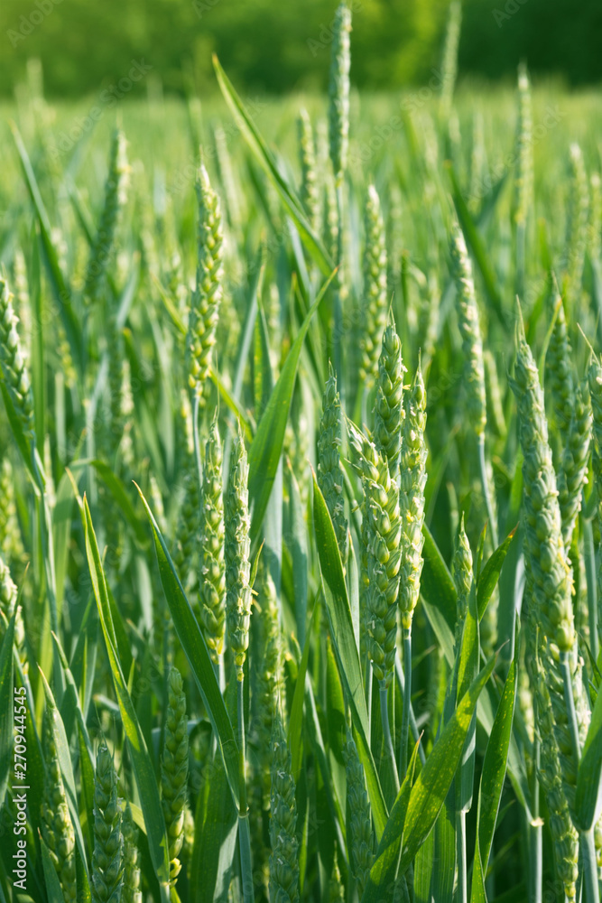 Obraz premium Young green spikelets of wheat on the field on a farm. Cereals. Growing organic products.