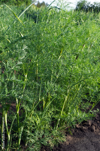 Succulent green leaves of dill in bright sunlight on the farm. Growing organic products. Greenery. Dill is a healthy, fragrant and medicinal plant.