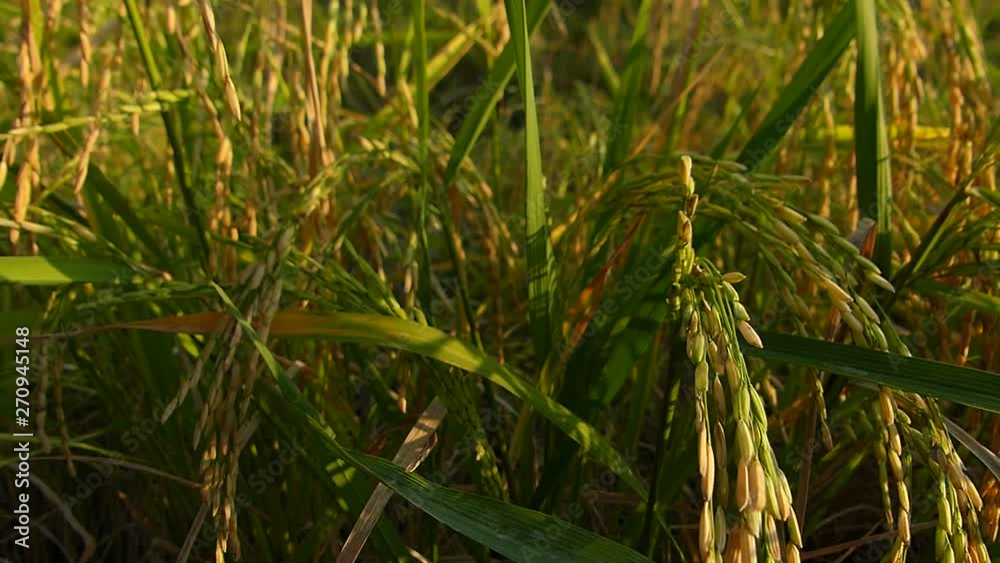 Rice and wind in the afternoon