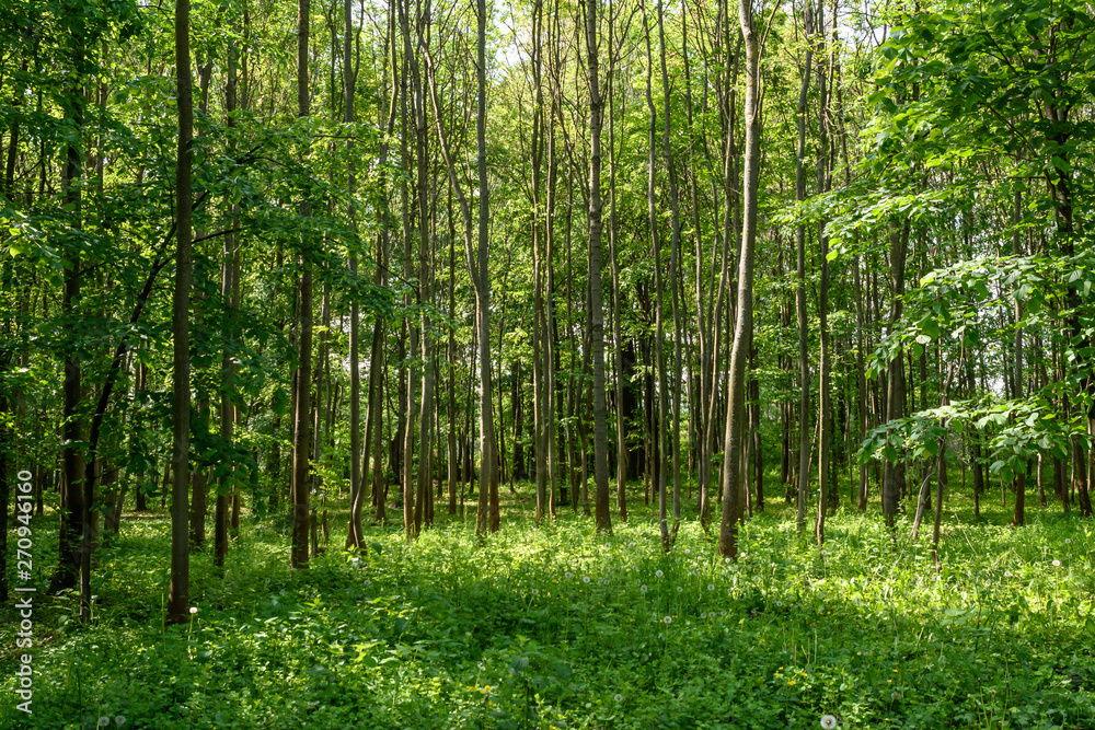 Fototapeta premium Landscape with a narrow path in a forest during spring time
