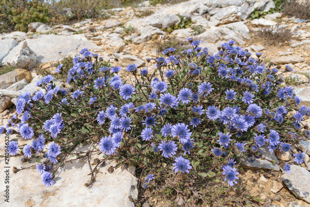 Globularia alypum wild flowers