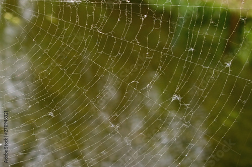 A fragment of a thin white silk web radiating from the upper left corner against the reflection of green trees in the murky greenish water