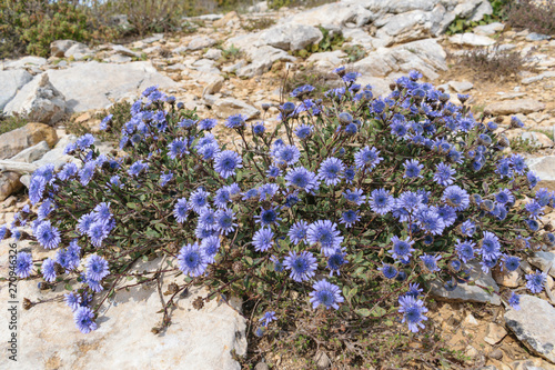 Globularia alypum wild flowers photo