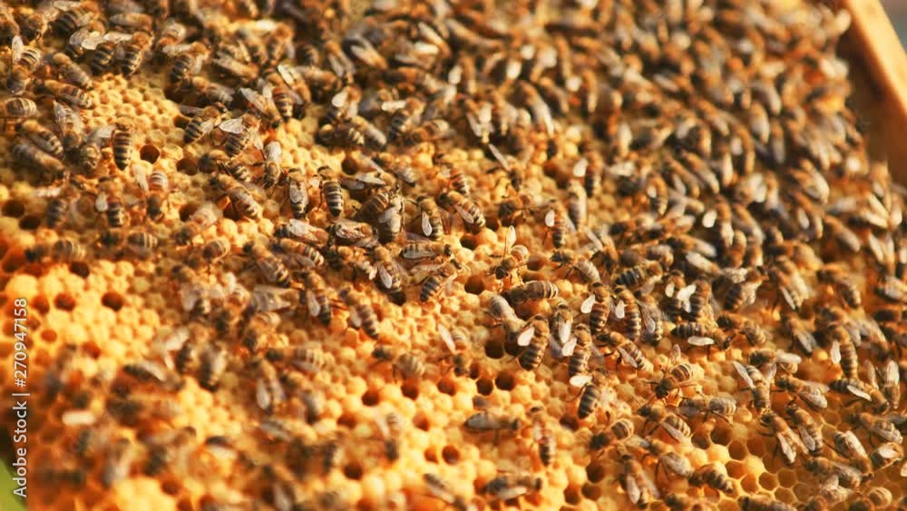Close-Up of an artificial honeycomb covered with working bees busy producing nectar Close-Up of an artificial honeycomb covered with working bees busy producing nectar