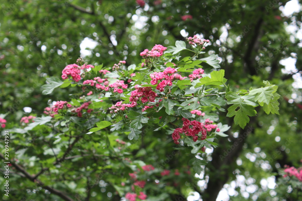 flowering trees in the Alexander garden of St. Petersburg flowering trees in the Alexander garden of St. Petersburg