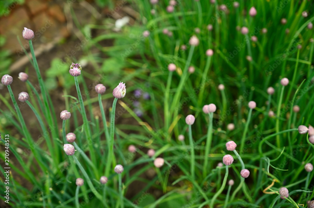 Flowers and green stems of chives outdoors in nature.