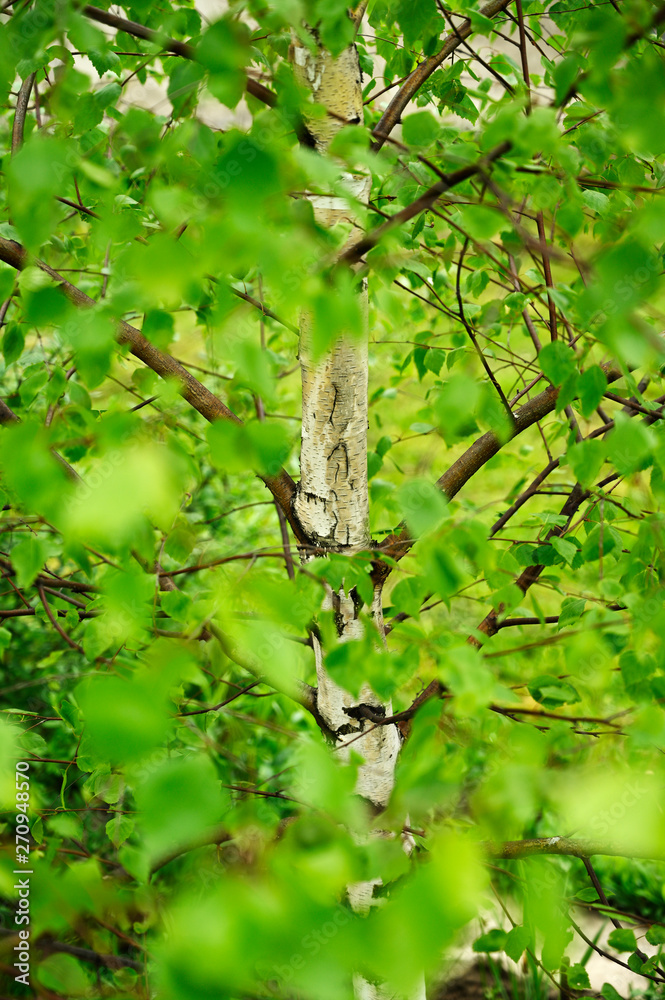 Fototapeta premium Young birch trunk and green leaves.