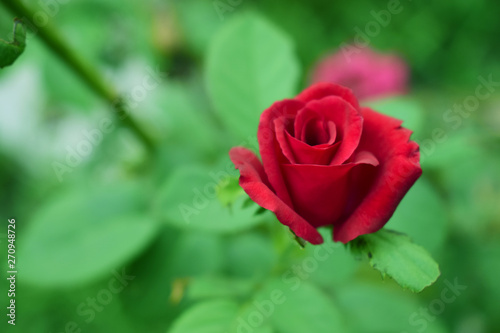 Natural red rose. There is space for writing messages.