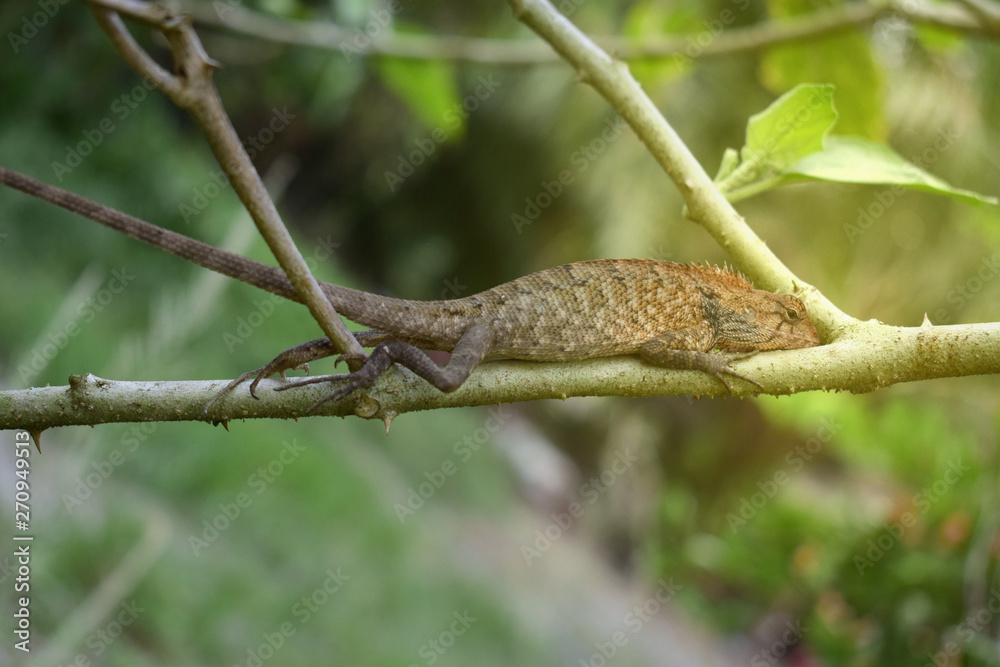 Brown chameleon on the branches