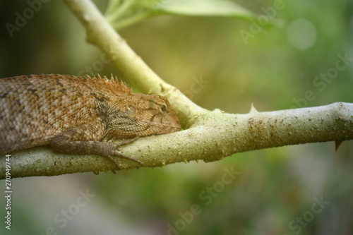 Brown chameleon on the branches