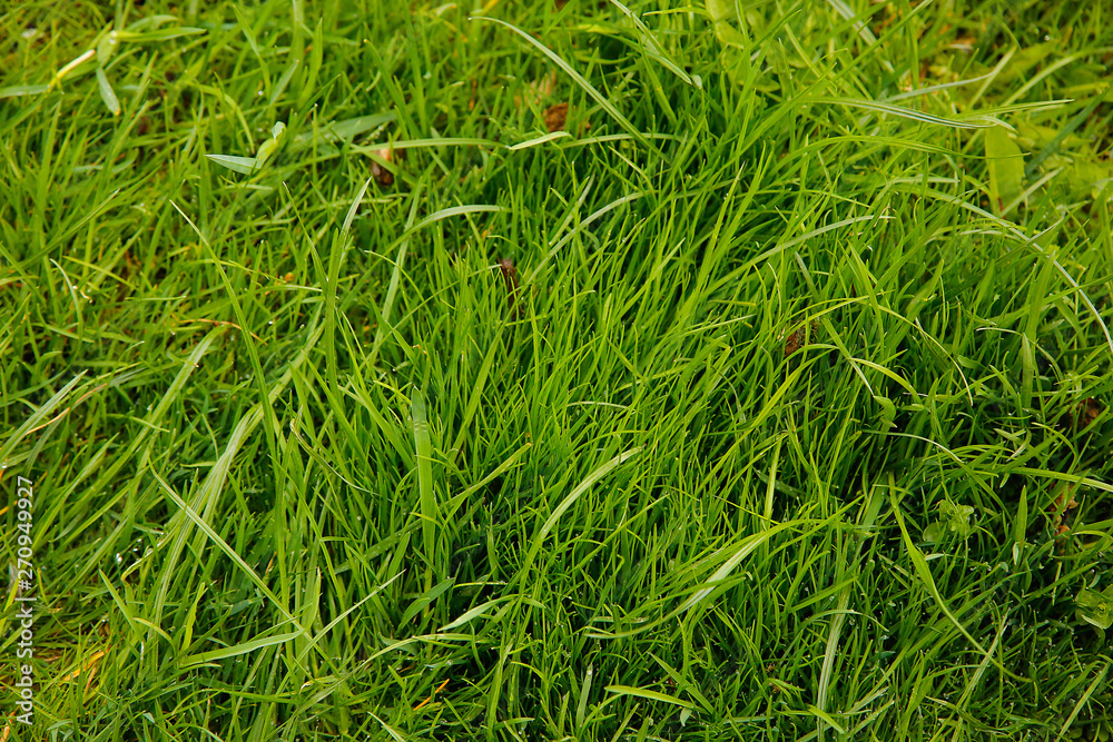 Thick green grass grows on the ground.Texture or background. Thick green grass grows on the ground.Texture or background.