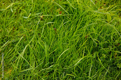 Thick green grass grows on the ground.Texture or background.
