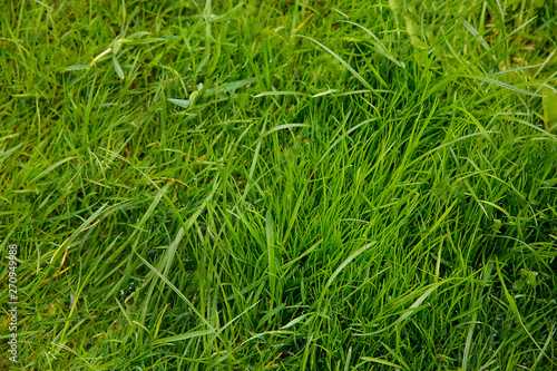 Thick green grass grows on the lawn of a private house