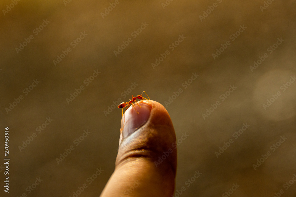 Obraz premium Red ants are fighting with their hands.