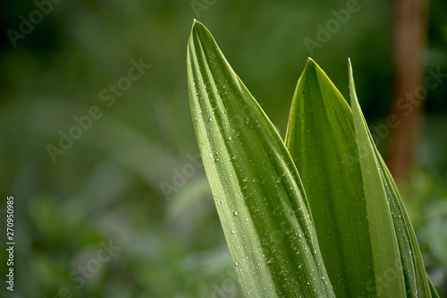 Drops of water on the leaves after rain