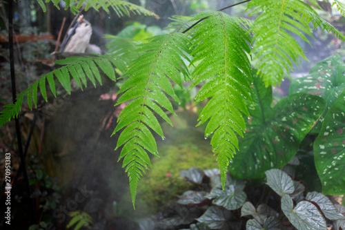 Beautiful ferns leaves green foliage natural floral tropical plant background.