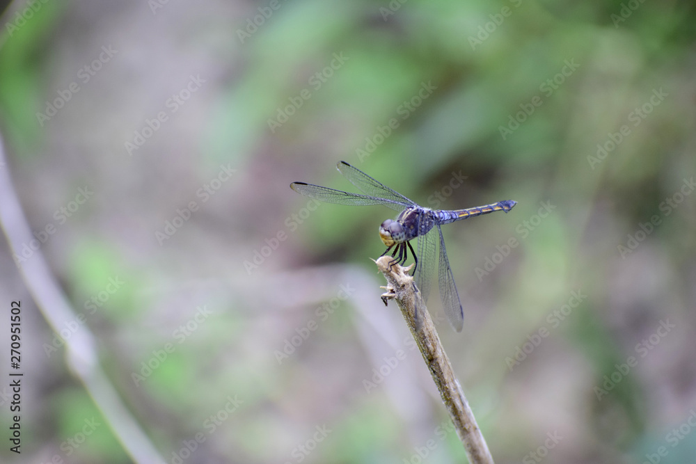 Dragonflies have black wings on the branches.