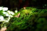 Closeup beautiful moss on the rock with light bokeh. Small plants in tropical rain forest background.
