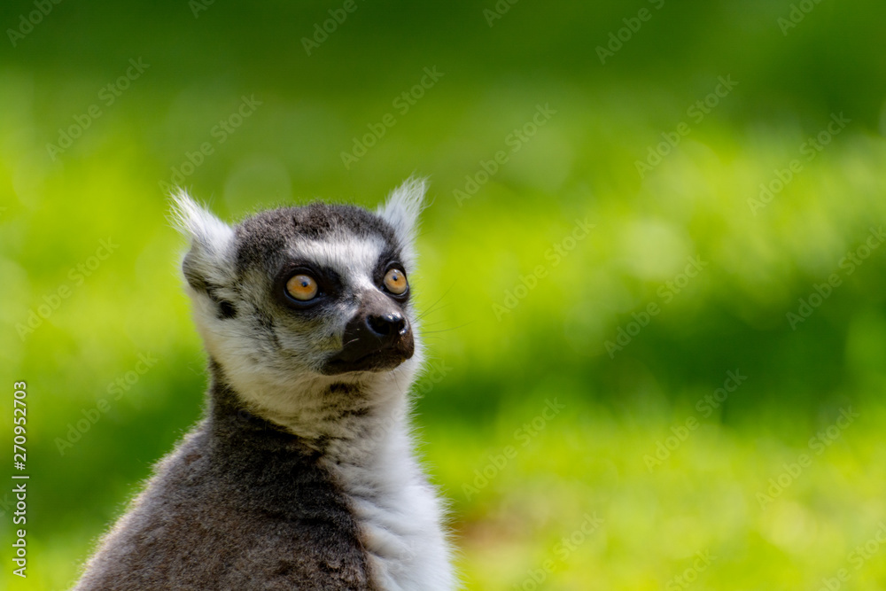 Obraz premium Ring-tailed lemur, lemur catta, sitting on green grass