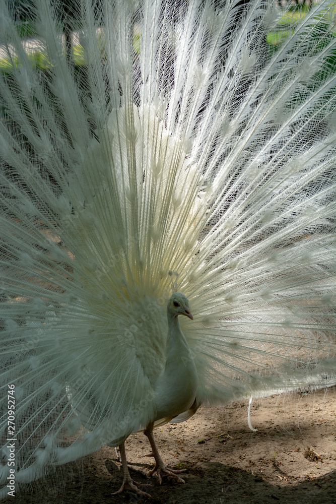 Leucistic Indian peacock, Pavo cristatus, beautiful white bird with open tail
