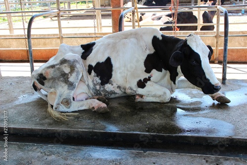  The sick white cow lay on the ground of the cow's milk