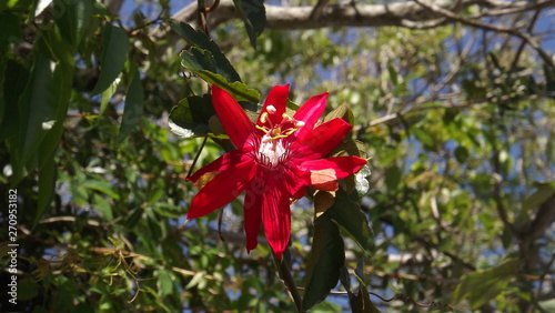 Red Flower in Tree