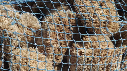 Natural Sponges in Net 