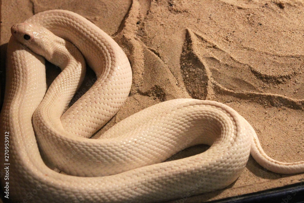 Fototapeta premium White cobra lying like a heart on the sand in a blurred glass cabinet