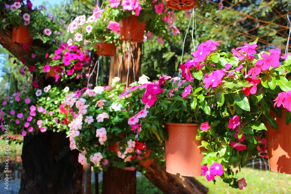 The beauty of red flowers reflects the morning sun