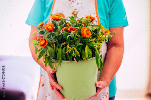 senior woman showing a  jar with a plant with a lot of flowers inside - 60s, retired and mature woman at home - gardener lifstyle photo