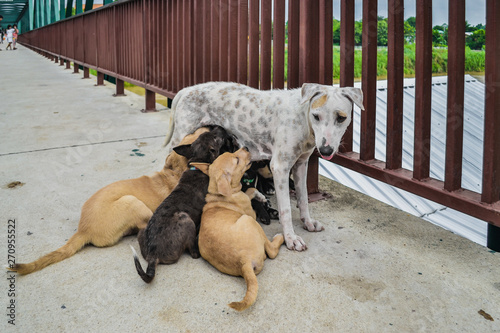 Mother  dog and puppy 