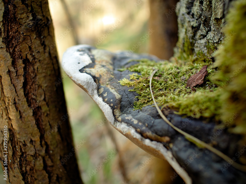 Fototapeta premium Woody mushroom closeup