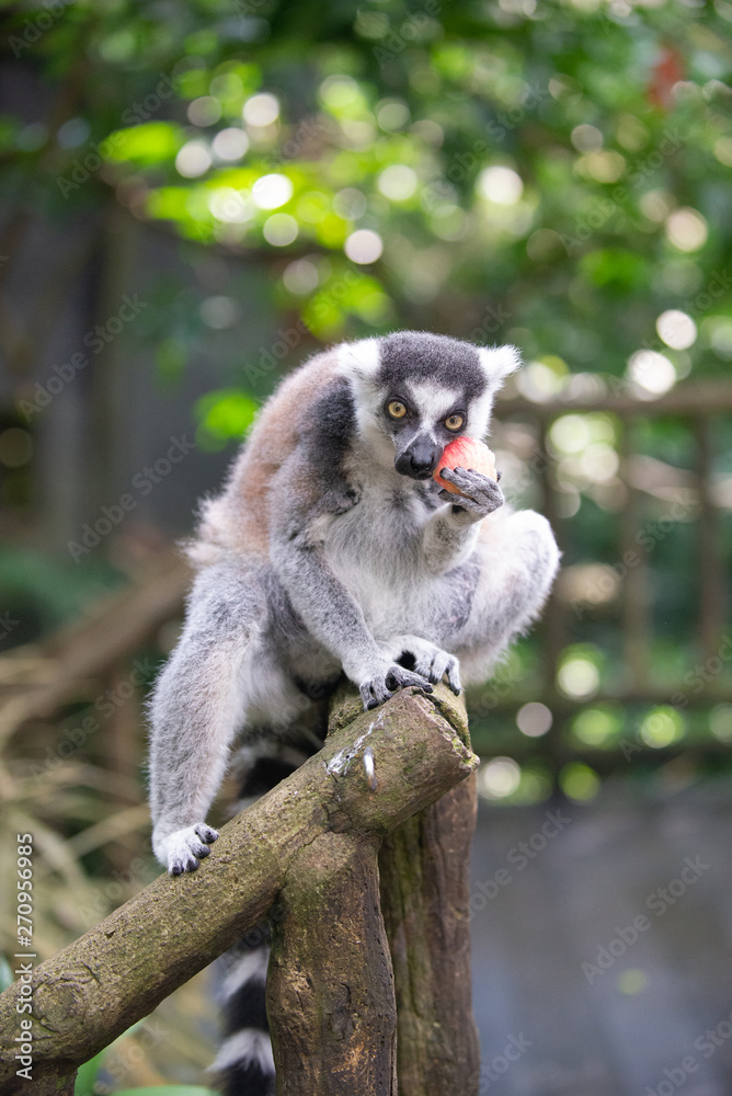 Fototapeta premium A grey ring tailed lemur with a piece of red fruit in its paws, taking a bite of the fruit and looking at camera