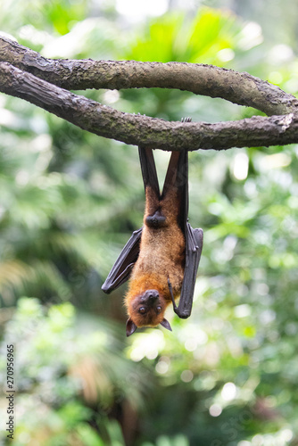 A flying fox ( bat ) hanging on a tree branch 