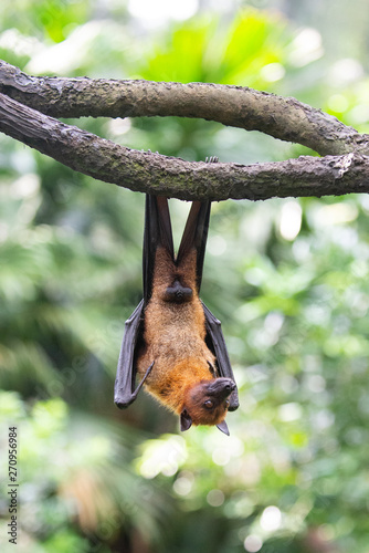 A flying fox ( bat ) hanging on a tree branch 