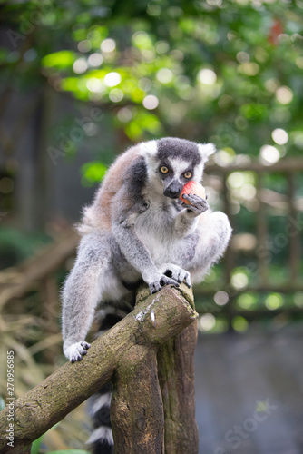A grey ring tailed lemur with a piece of red fruit in its paws,  taking a bite of the fruit and looking at camera © Wally Tai