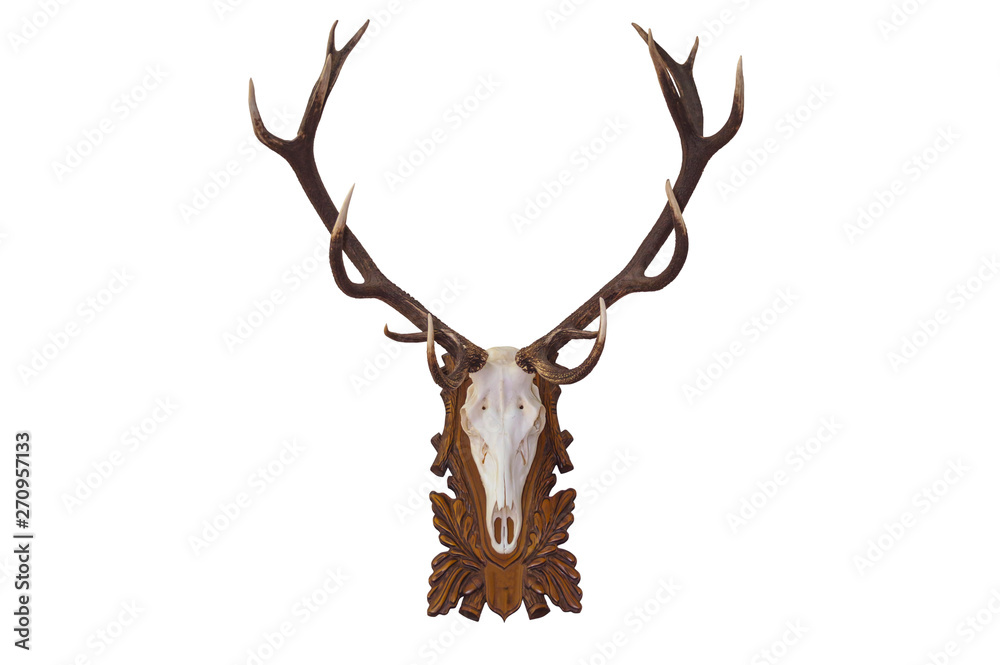 Head skull of deer isolated on white background Head skull of deer isolated on white background