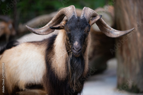 A mature male billy goat with awesome horns looking directly at camera