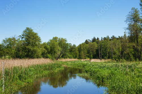 Summer forest river background. Clear, reflective pond water. Blue sky idyllic nature landscape