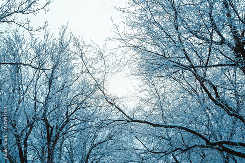 winter forest and branches in the snow during the day
