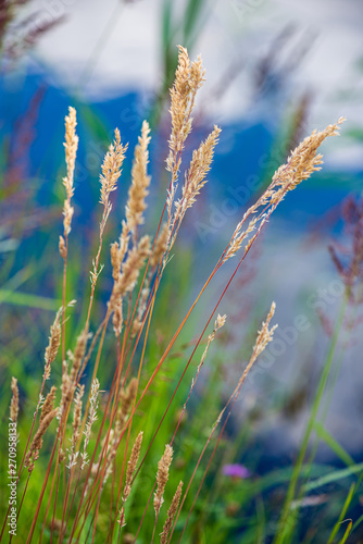 dry grass bents on blur background texture